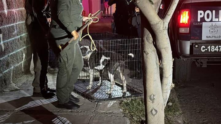 Saltillo: Dueños de mascotas deben responder por ataques