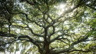 Event to celebrate National Airborne Day, Liberty Tree and ASOM