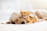 Free pet vaccines, microchips this weekend in Cleveland