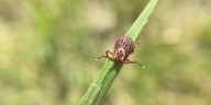 Report: Tennessee, Kentucky among top 25 states with most ticks, tick
