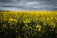China announces 75.8 per cent tariffs on Canadian canola