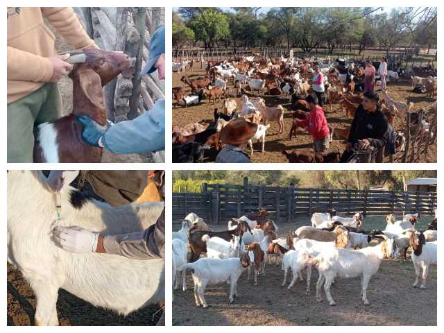 CHACO: Progano: Asistencia Permanente A Productores Caprinos Y Ovinos En Toda La Provincia