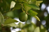 Buscan erradicar el cancro bacteriano de los cítricos (CBC) en regiones de Tamaulipas
