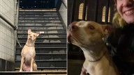 Woman Can't Contain Shock After Discovering Dog Tied To Pole In New York Subway