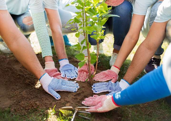 Where Would Planting Trees Help Most With Global Warming?