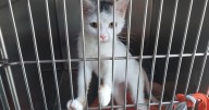 Davie County man faces animal cruelty charges