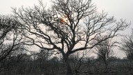 El fuego arrasa en Castilla y León: cerca de 166.000 hectáreas quemadas