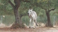 Vídeo: Los 'burros bomberos' del Parque Nacional de Doñana previenen los incendios