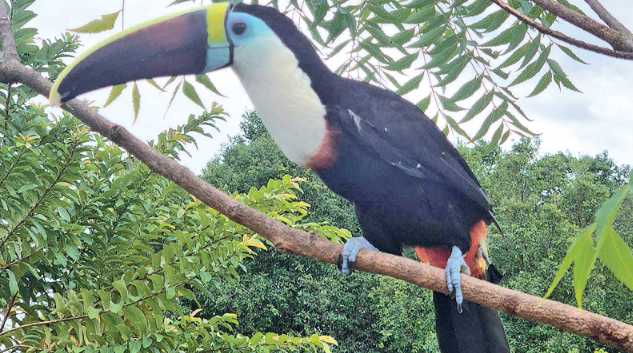 Dos especies de aves amenazadas por caza y deforestación en Putumayo