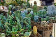 Invitan a Plantatón este sábado para reforestar Juárez