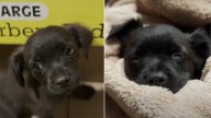 California Rescue Team Opens Two Mysterious Boxes—And They’re Both Full Of Pure Joy