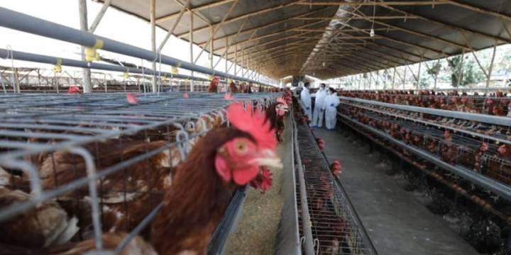 Chile suspendió la importación de pollos desde la Argentina por la detección de un caso de gripe aviar