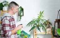 Plant Owner Accidentally Feeds It Creatine—Internet Wants Answers