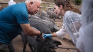 Los veterinarios del cochino negro