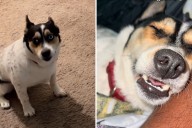 Dog's Reaction to Finally Being Allowed in Owner's Bed Melts Hearts