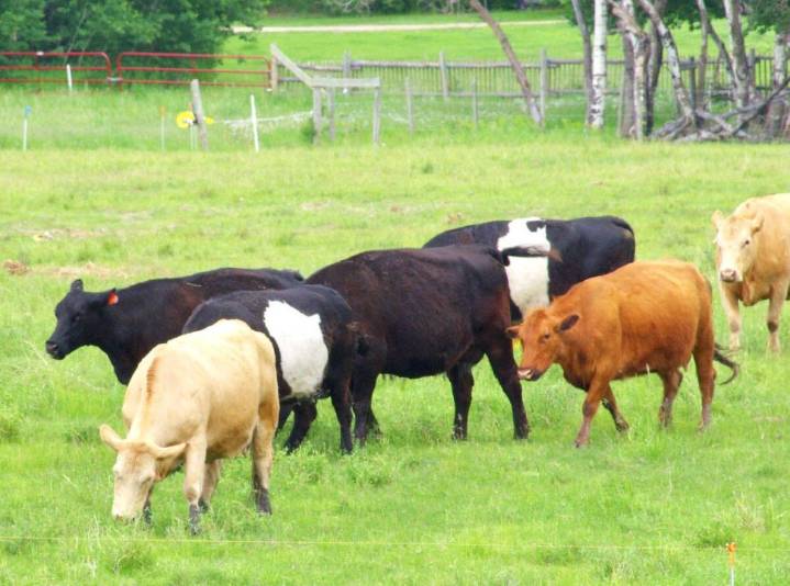 Grazing practices can keep livestock on the right feeding track
