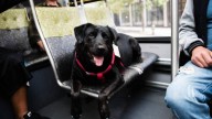 Cambios en el transporte de San Salvador de Jujuy: permiten llevar perros y gatos de compañía