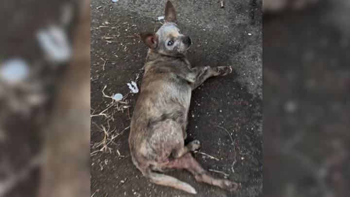 Senior Dog Labeled 'Ugly And Old' Rediscovers Himself Next To A Kind Rescuer