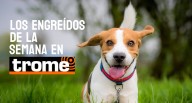 Engreídos Trome de la semana: estas mascotas te robarán el corazón