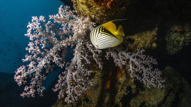 Can fish feel pleasure? Scientists say yes, and they might even crave it