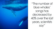 Blue Whale Singing Has Decreased By 40%, Leaving Scientists Concerned About The Reason Why