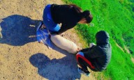 Tras denuncia de la dueña, recuperan un cerdo sustraído
