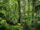 Canadian man survives several days wilderness by slurping pond water
