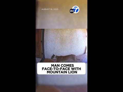Mountain lion strolls through front door of La Verne home