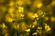 Canola industry asks Ottawa to curtail vegetable-oil imports after China imposes new trade barriers