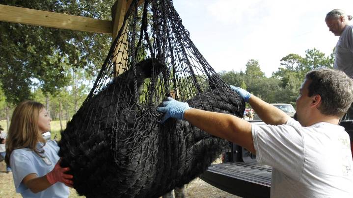 Florida's first black bear hunt in a decade approved despite strong opposition