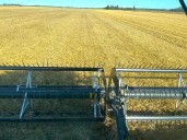 SIEMENS SAYS: Manitoba farmers face mixed conditions and market uncertainty