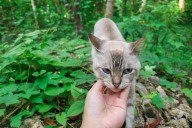 Cat's Reaction to Seeing Favorite Human Melts Hearts: 'I Know I Am Loved'