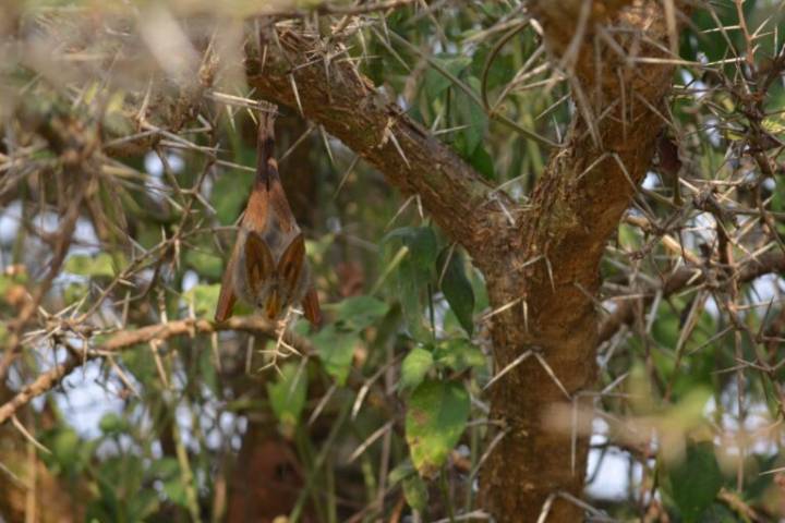African bats require monitoring in protected areas, study finds
