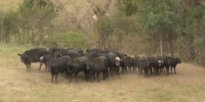 ND ranchers looking to change Beef Commission