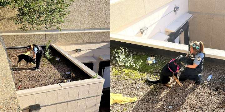 Dog rescued after getting stuck on the roof of the Citadel Mall
