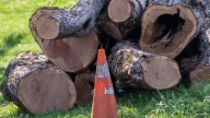 Talar el árbol de su jardín le puede salir muy caro: una mujer en Reino Unido se enfrenta a una enorme multa