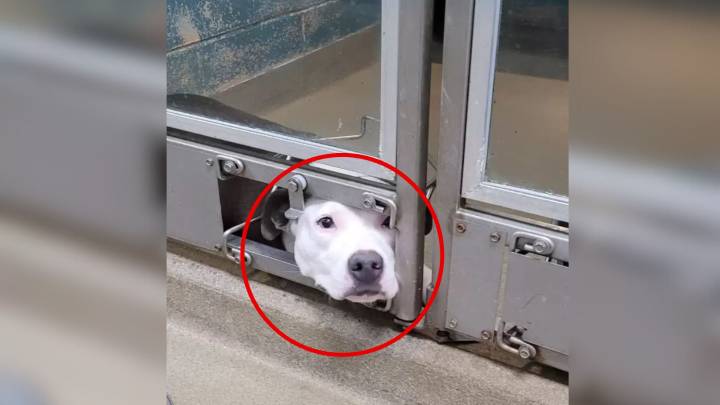 Lonely Pup In South Carolina Waits For Someone To Notice Her At The Shelter