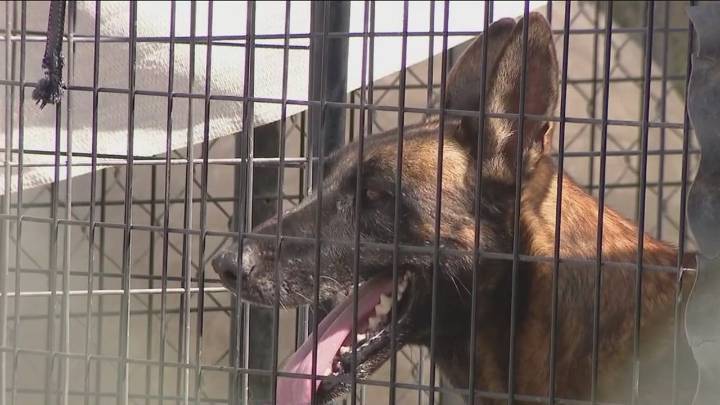 Monsoon: Phoenix animal rescue damaged by recent powerful storm