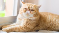 Ozempic del mundo animal: la solución para adelgazar mascotas podría ser una realidad