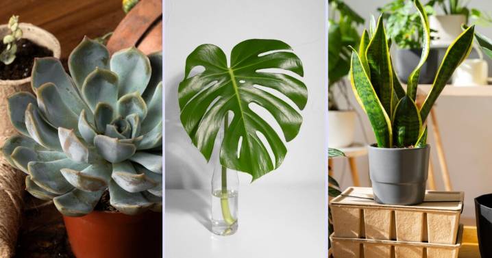 Plantas de interior resistentes: 6 especies que casi no necesitan cuidados