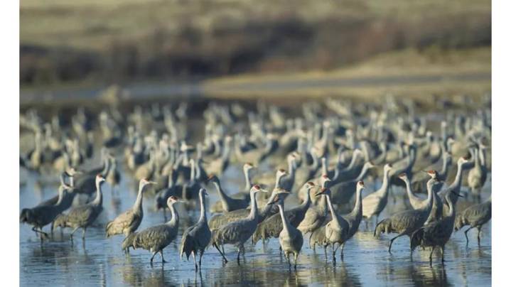 Trump halts Texas refuge expansion for energy plan