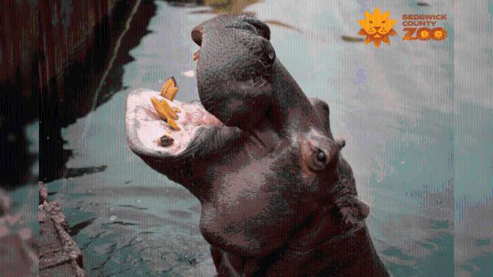 Sedgwick County Zoo mourns loss of its last hippopotamus, Sweetie Pie