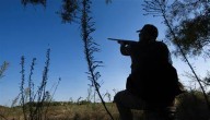 Strong populations, prime conditions set stage for promising dove season