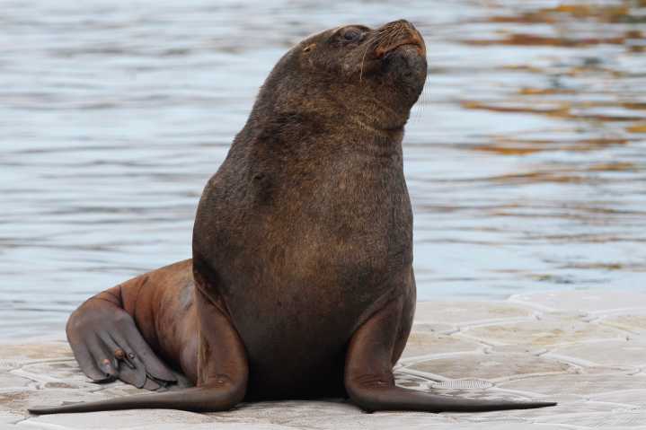 Turista coreano fue gravemente herido tras ser atacado por un lobo marino en Valdivia: quiso tomarse una “selfie”