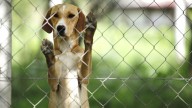 El abandono animal en España: una pandemia silenciosa sin respuesta efectiva