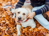 Si te gusta acariciar perros, estos son los rasgos de tu personalidad, según la psicología