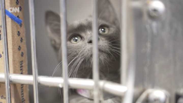 LA shelters see increase in pets surrendered due to immigration raids