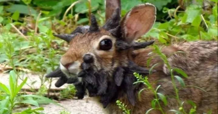 EEUU en alerta por la aparición de conejos con "tentáculos" en la cabeza