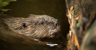 Beavers to be reintroduced to Scotland for first time in 400 years