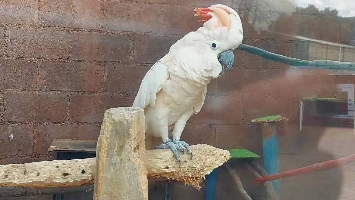 Son evidencia de un crimen: Las más de 20 aves exóticas que no pueden ser liberadas por la FGR en Pachuca
